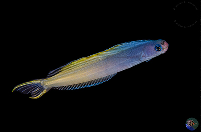 Plagiotremus laudandus