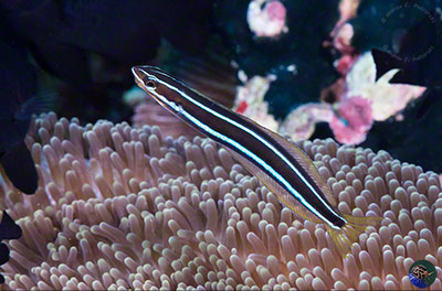 Plagiotremus rhinorhynchus