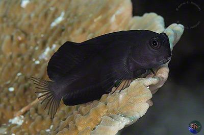 Atrosalarias fuscus