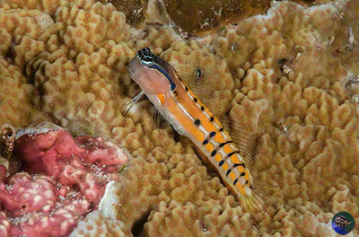 Ecsenius axelrodi - orange form