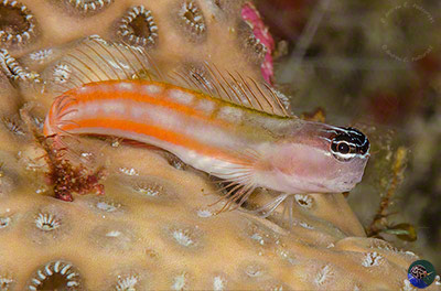 Ecsenius bathi - orange striped form