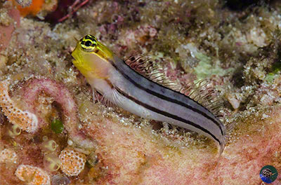 Ecsenius bathi - black-striped form