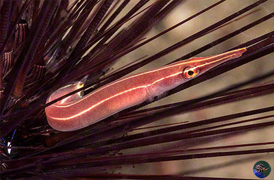 Diademichthys lineatus