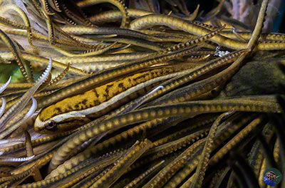 Discotrema monogrammum