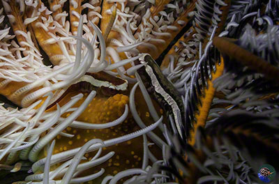 Discotrema monogrammum