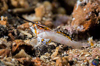 Dactylopus kuiteri - juvenile