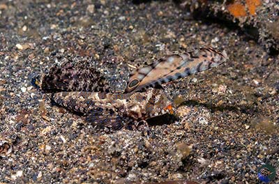 Dactylopus kuiteri - displaying