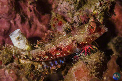 Synchiropus morrisoni