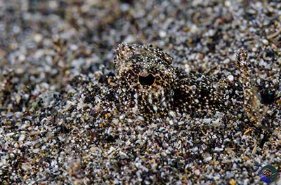 Callionymus neptunius - waiting for prey