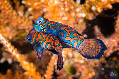 Synchiropus splendidus - mating dance