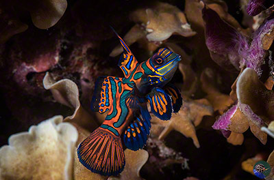 Synchiropus splendidus - male