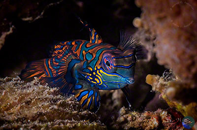 Synchiropus splendidus