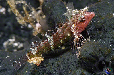 Enneapterygius mirabilis