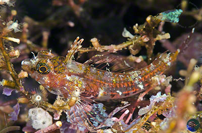 Enneapterygius mirabilis