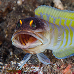 Jawfish