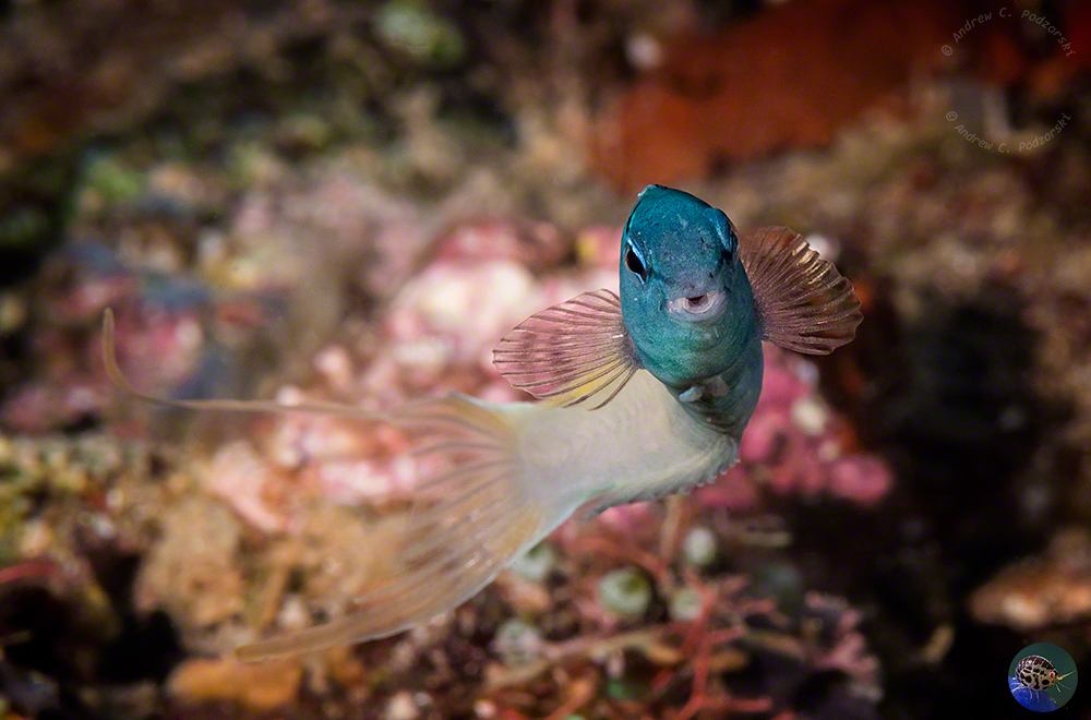 Meiacanthus atodorsalis