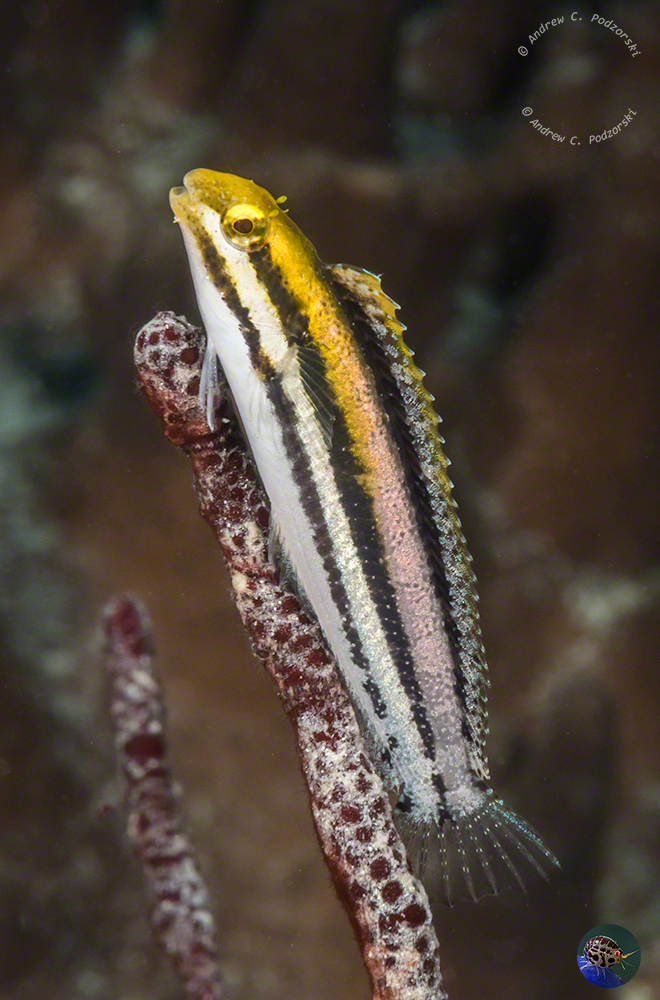 Meiacanthus grammistes