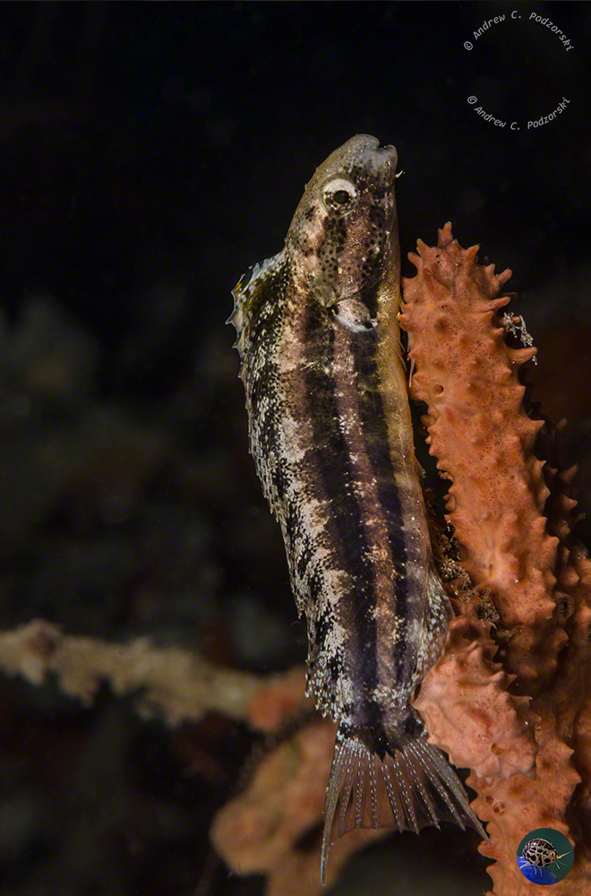 Petroscirtes breviceps