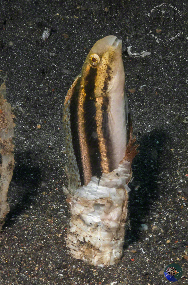 Petroscirtes breviceps