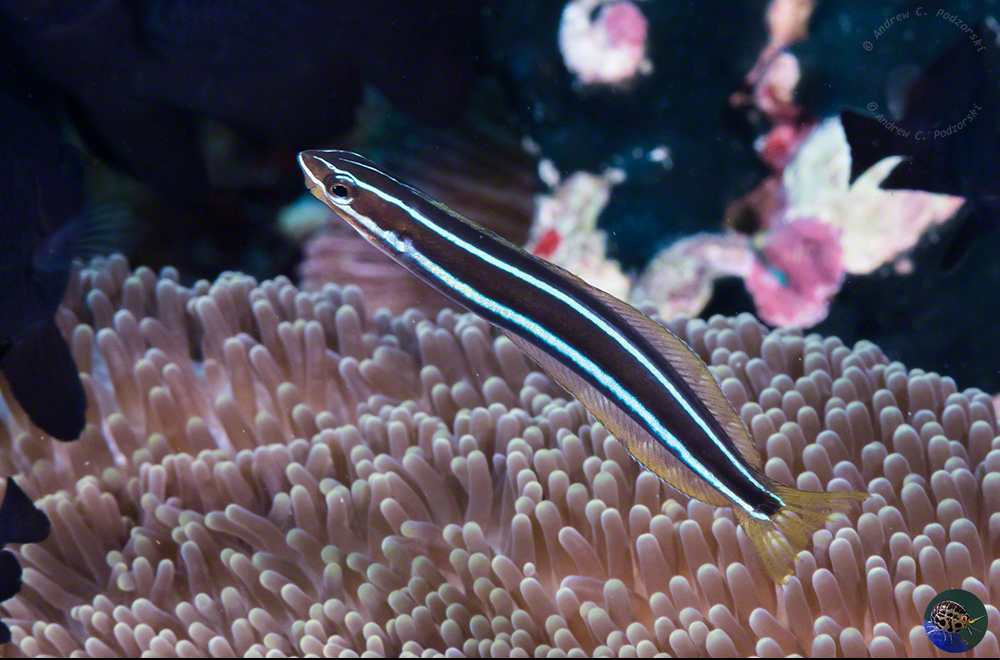 Plagiotremus rhinorhynchus