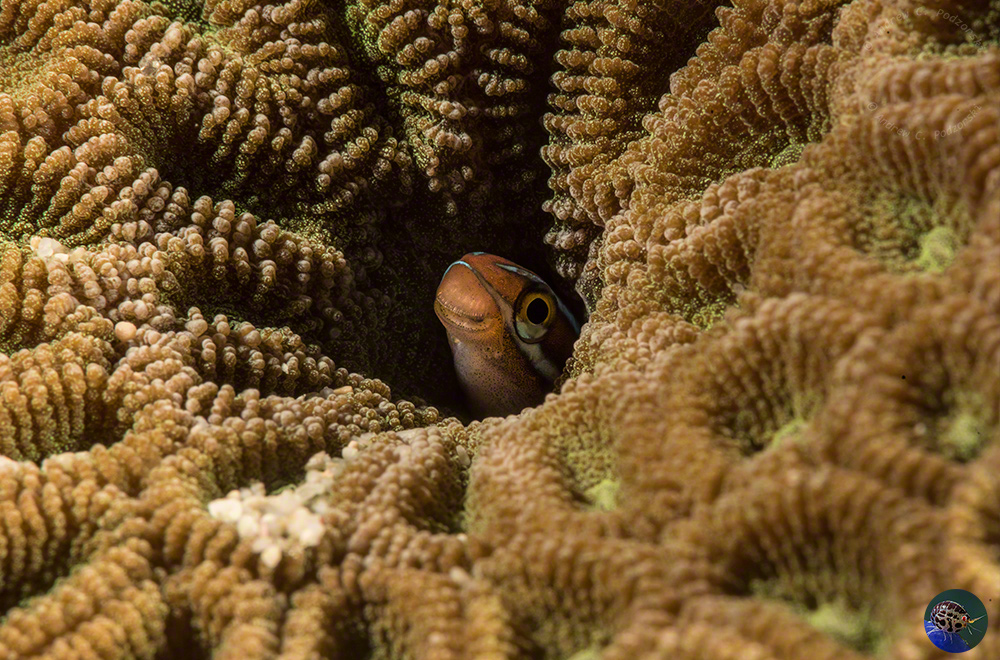 Plagiotremus rhinorhynchus