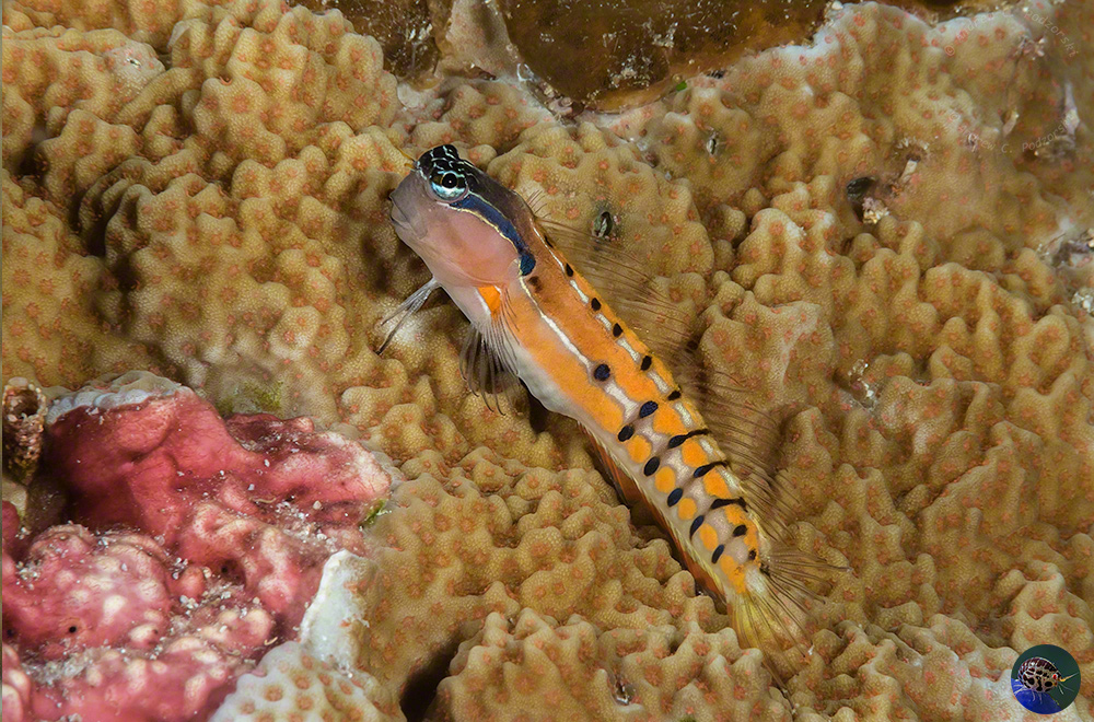 Ecsenius axelrodi - orange form