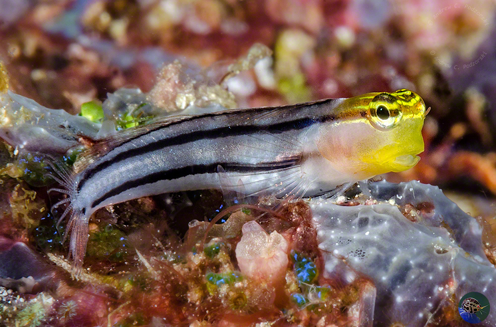 Ecsenius axelrodi -grey form