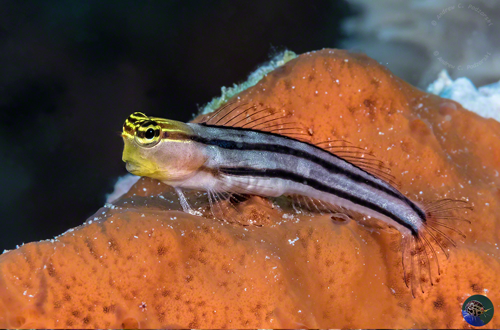 Ecsenius axelrodi -grey form