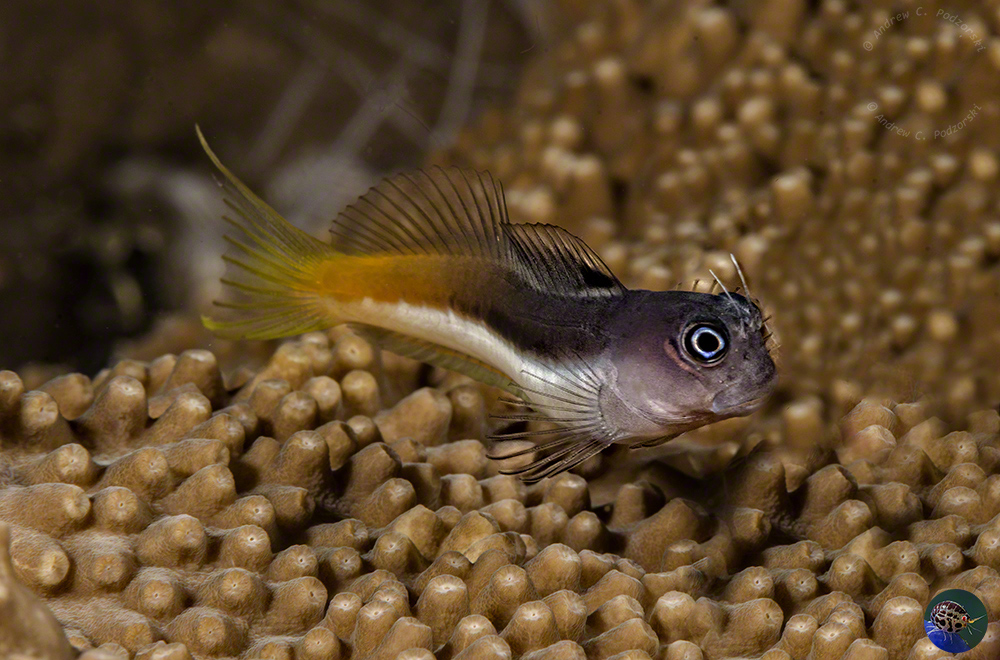 Ecsenius bicolor - black striped form