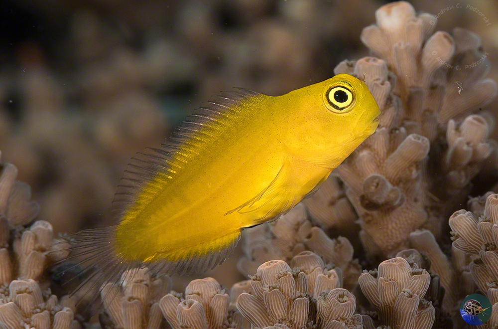 Ecsenius lividanalis