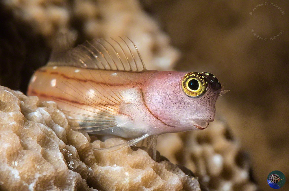 Ecsenius trilineatus