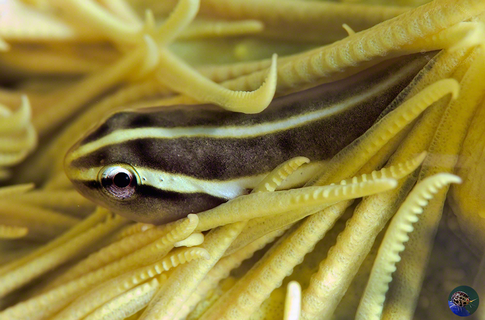 Discotrema crinophila