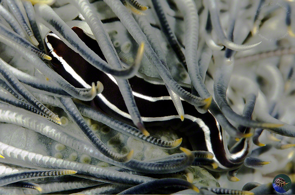 Discotrema crinophila