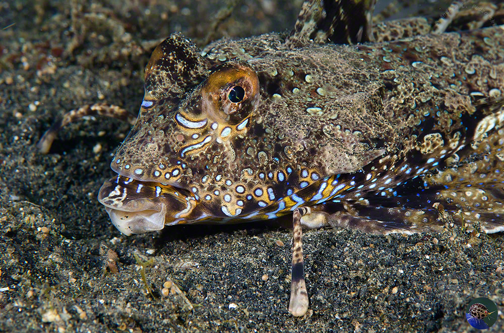 Dactylopus dactylopus