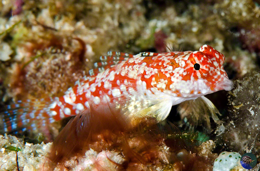 Synchiropus morrisoni