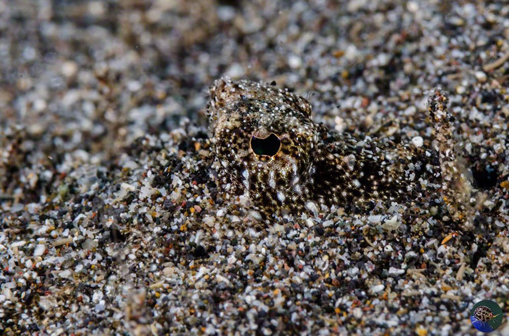 Callionymus neptunius - waiting for prey