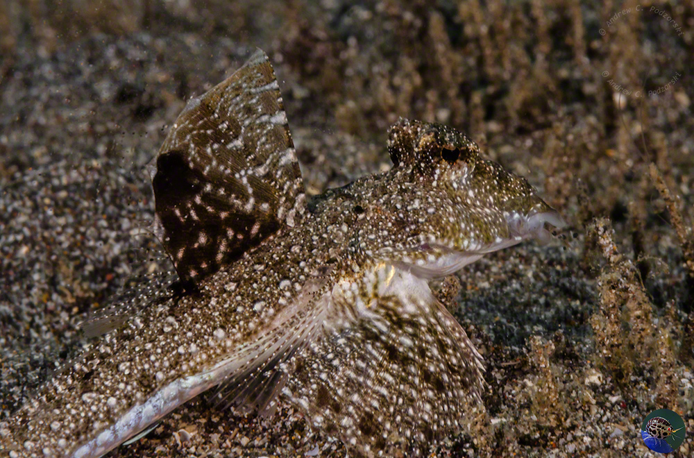 Callionymus neptunius