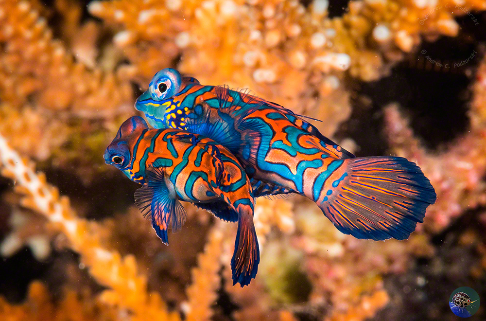 Synchiropus splendidus - mating dance