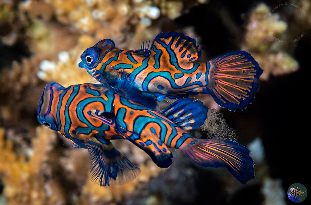 Synchiropus splendidus - laying eggs