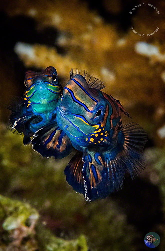 Synchiropus splendidus -  mating dance