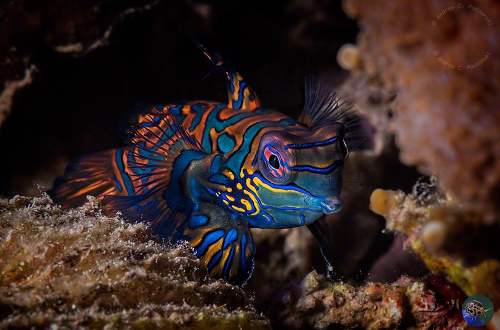 Synchiropus splendidus