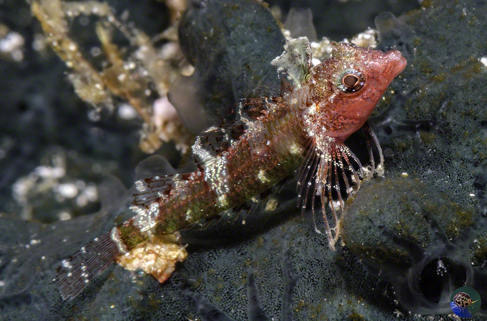 Enneapterygius mirabilis