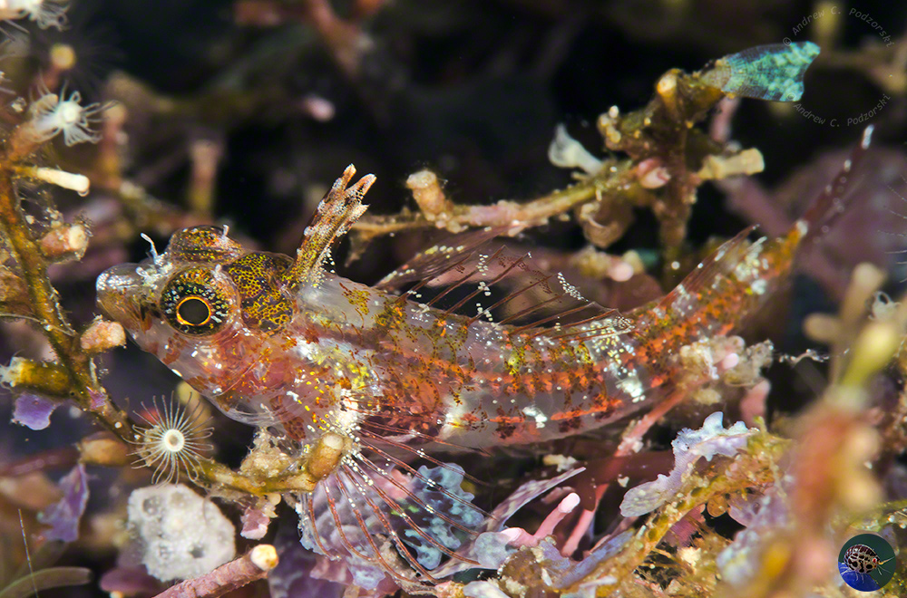 Enneapterygius mirabilis