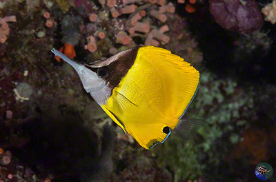 Forcipiger flavissimus