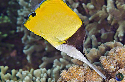 Forcipiger longirostris