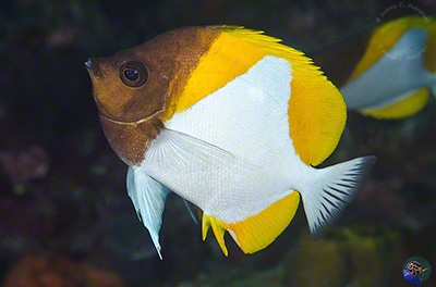 Hemitaurichthys polylepis