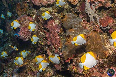 Hemitaurichthys polylepis feeding on a drop-off