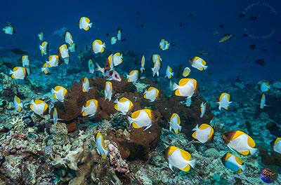 Hemitaurichthys polylepis