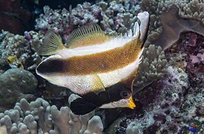 Heniochus chrysostomus