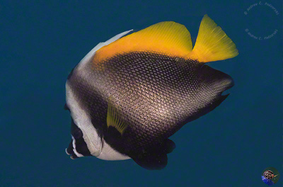 Heniochus singularis